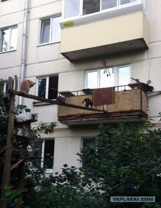 Забавные фото котеек