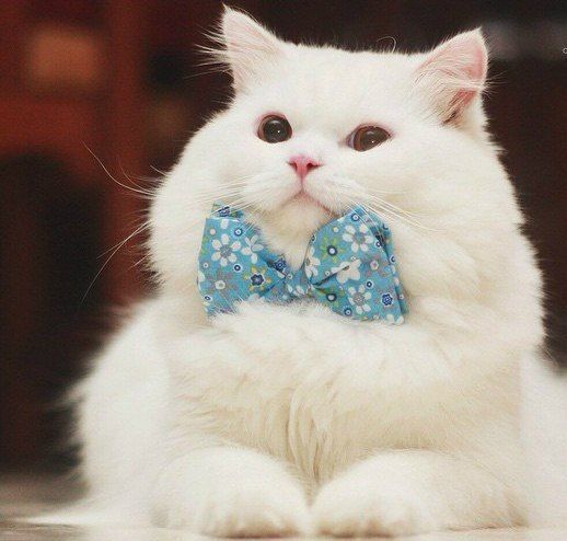 Забавные фото котеек