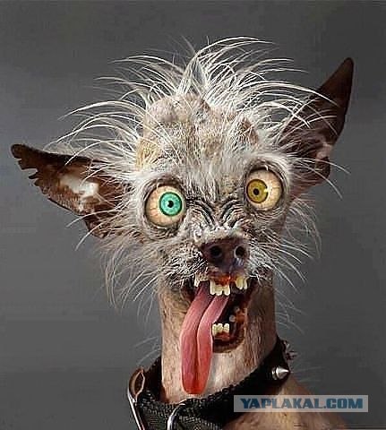 Сколько стоит ретвит Навального