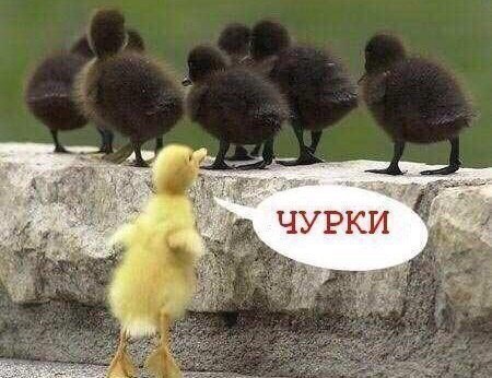 Картинки ниАчем