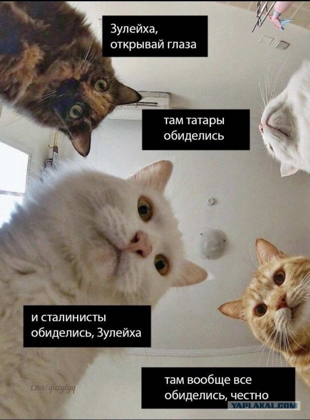 «Наташ, ты спишь?» Мемы с котами стали хроникой смутных времен