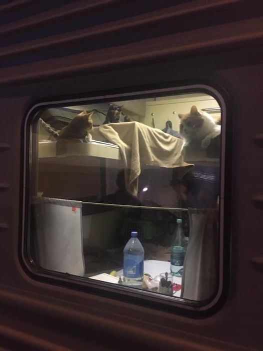 Говорят, в поезде «Москва-Анапа» один из пассажиров целиком выкупил купе для своих котов