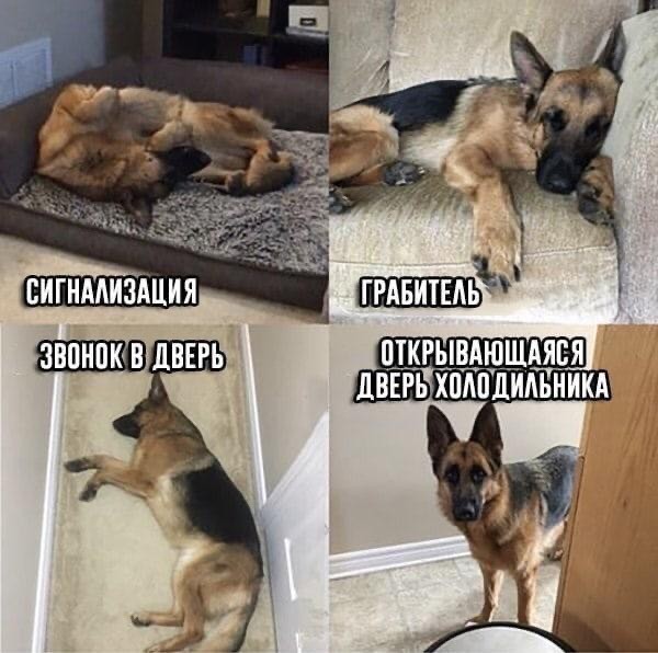 Самый ездовой пес из всех ездовых. Эталон