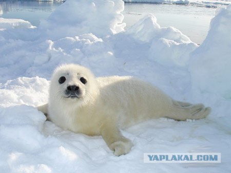 Эротический сон моржа