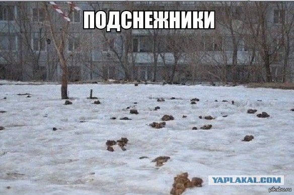 Топ громких расправ над живодёрами