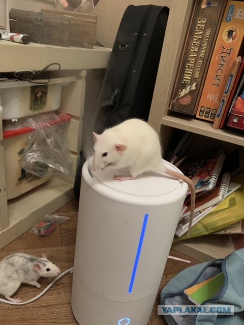 Кошачья баня