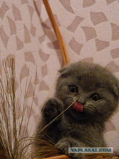 Котовторник  07.05.2013