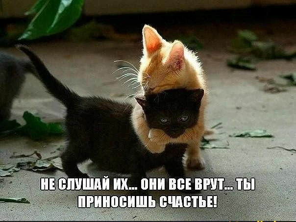 Дориме
