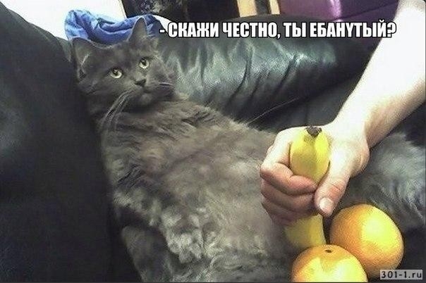 Баяны со старого телефона. Часть вторая