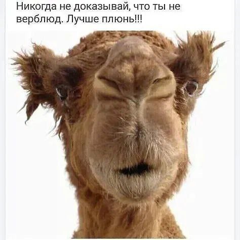 Картинки