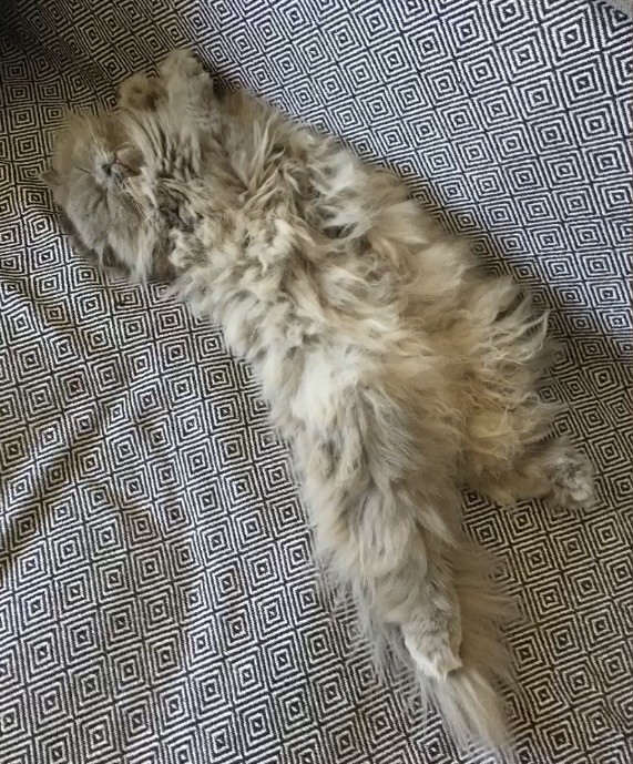 Кошка Фрося, продолжение