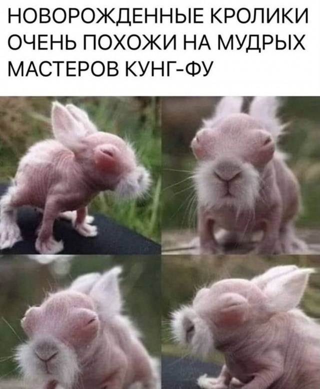 Картинки для деградации 73 (разной степени свежести)