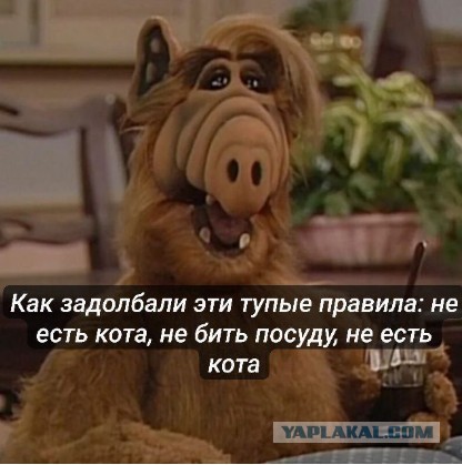 Кыс кыс кыс