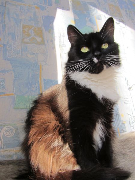 Котовторник 29.10.2013