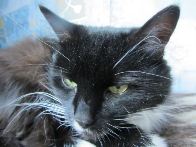 Котовторник  10.12.2013