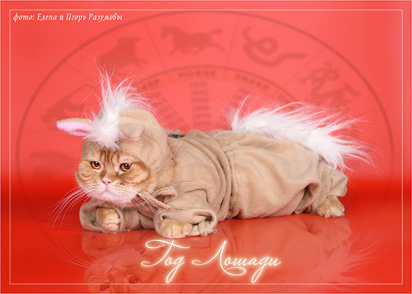 Котовторник   17.12.2013