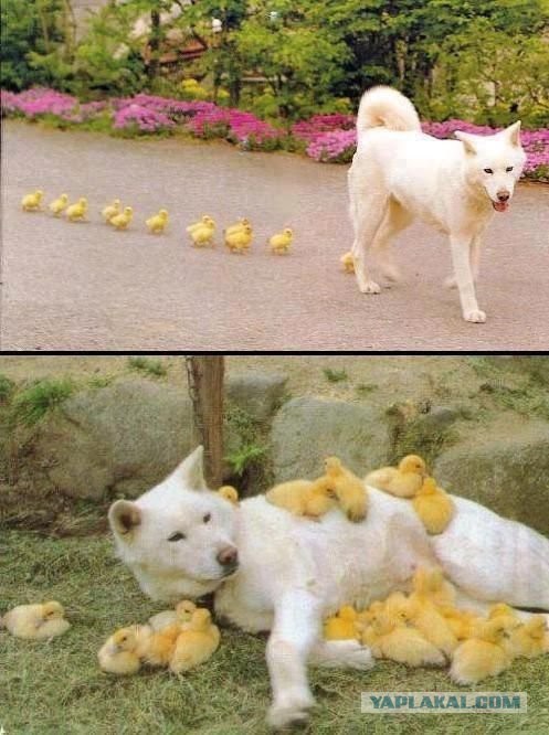 Животные