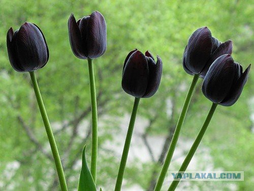 Черный волк