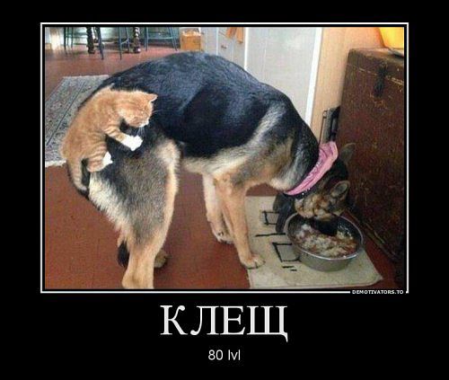 Позитивные картинки и комментарии.