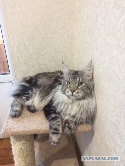 Дома новый котик
