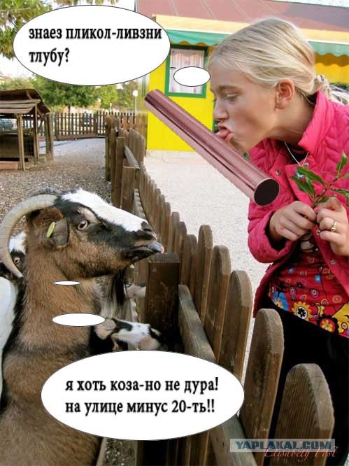 Две козы.
