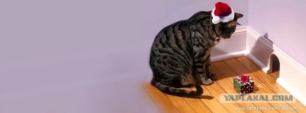 Весёлое из сети