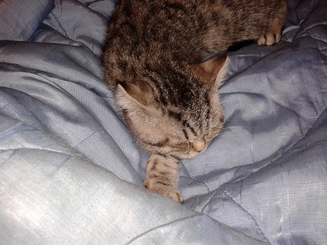 Котовторник