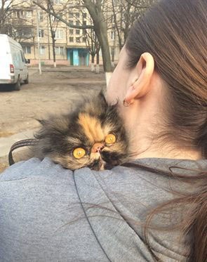 Картинок пачка
