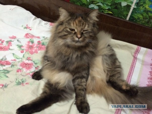 Котовторник 07 04 2015