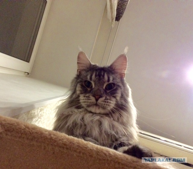 Котовторник 11.08.2015