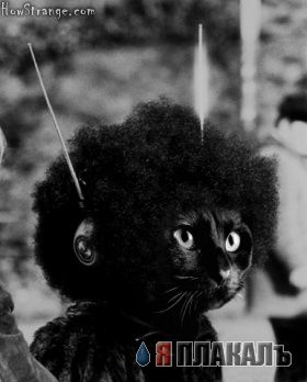Коты, кошки, котята