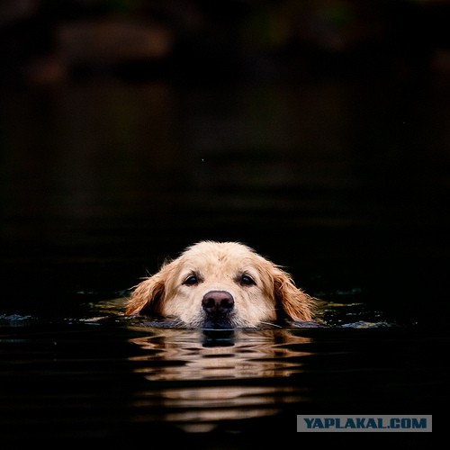 Собакочетверг