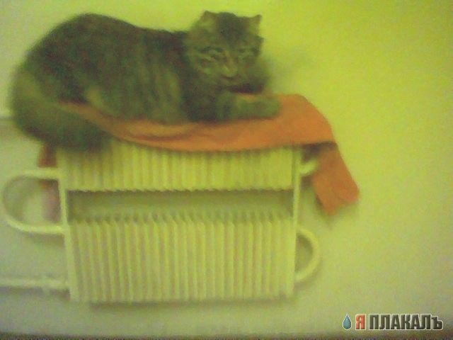 Коты, кошки, котята