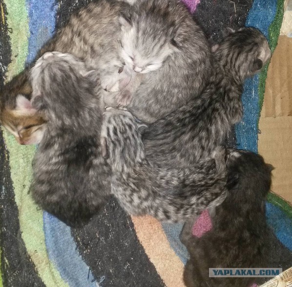 Самые преданные зрители