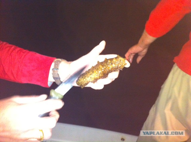 Кальмары (Three Cup Squid)