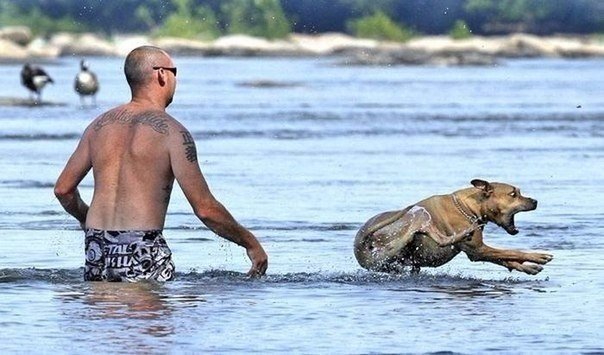 Прикольные животные