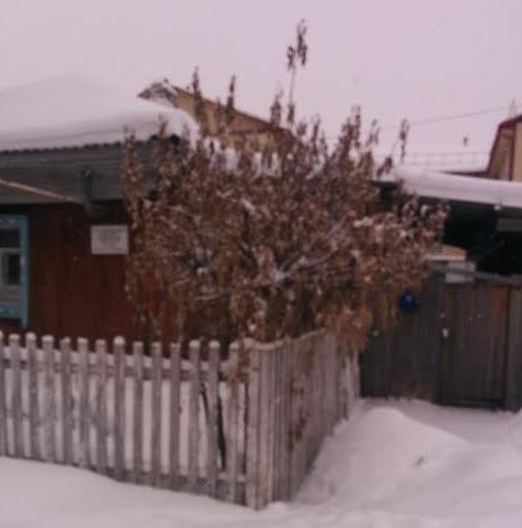 В Тюменском селе чиновники «добыли» новогоднюю елку в палисаднике у старушки