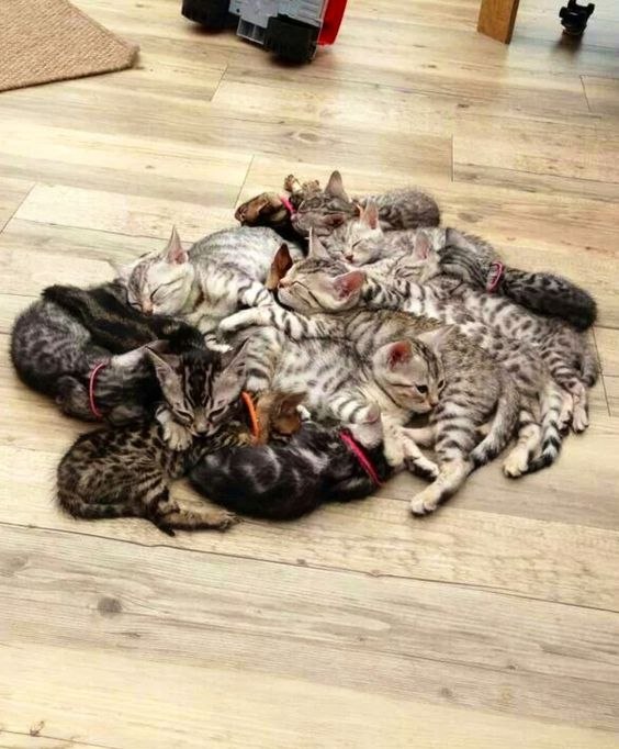 Коты из сети