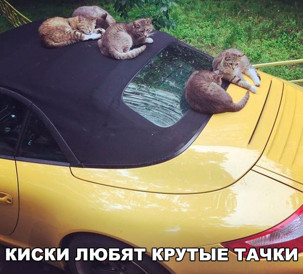Подборка забавных животных