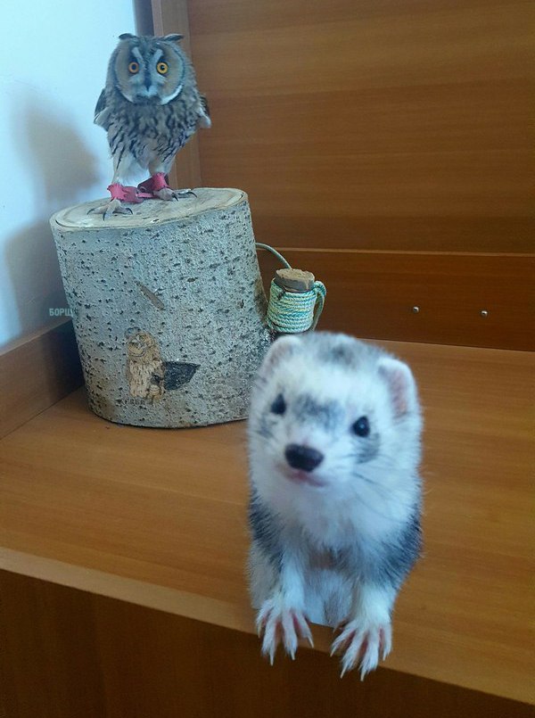 Живность из сети
