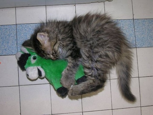 Коты и Кошки