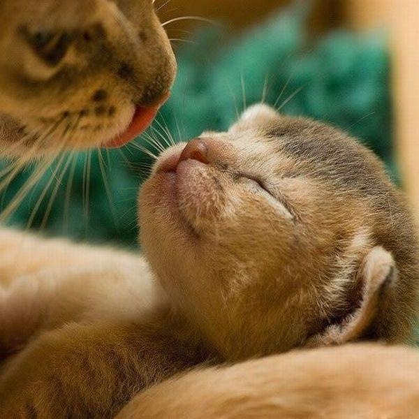 Коты и Кошки