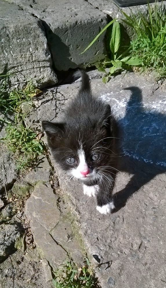 Коты и Кошки