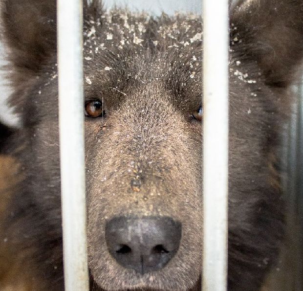 В челябинском приюте для животных поселилась «медвебака»