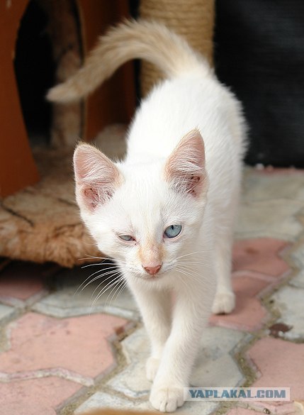 УРРААА ! Котовторник на ЯПлакалъ !