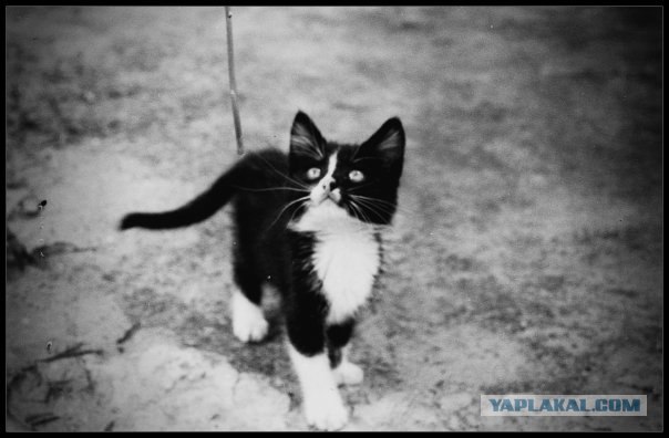 Котовторник (20.01)
