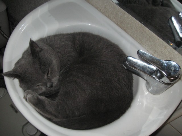 Котовторник (начало в супермаркете!)