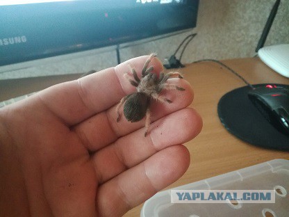Немного о птицеедах