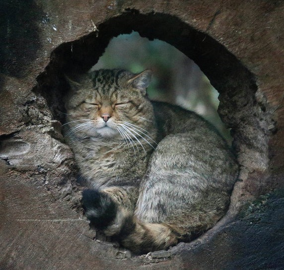 Забавные фото котеек