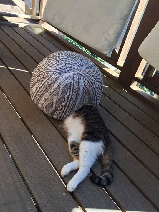 Котики
